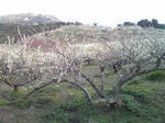 綾部山梅林全景（上から見下ろした景色）