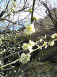 綾部山梅林の梅（クリーム色）