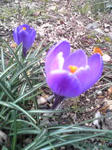 紫クロッカス