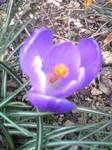 紫クロッカスの芯
