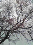 桜チラホラ咲き