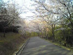播磨中央公園桜の園