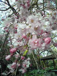 播磨中央公園シダレ桜（アップ）