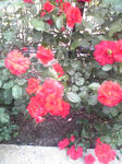 赤のバラ