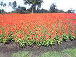 鳥取花回廊 サルビア畑