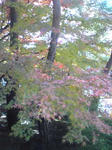 足立美術館庭園4