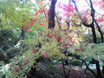 足立美術館庭園6