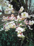梅の花