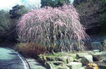 世界の梅公園のしだれ梅