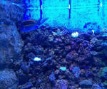 アクアスの水槽2