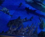 アクアスの水槽3