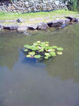 菖蒲園の池