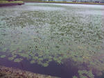 水草の池