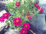 自宅花壇の花(ピンク)