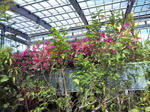 みとろフルーツパーク・温室内部２