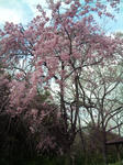 桜の園・枝垂桜