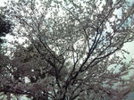 桜の園以外の桜