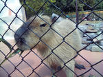 神崎農業公園のカピパラ