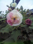 酔芙蓉&蜂