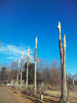 播磨中央公園のヤシ並木