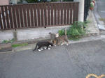 じゃれ合っています（＾＾