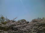窓から見た桜