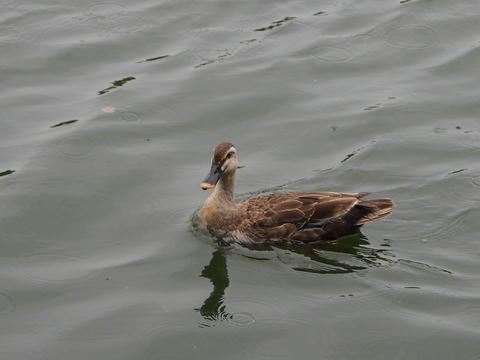 P7030029.jpg