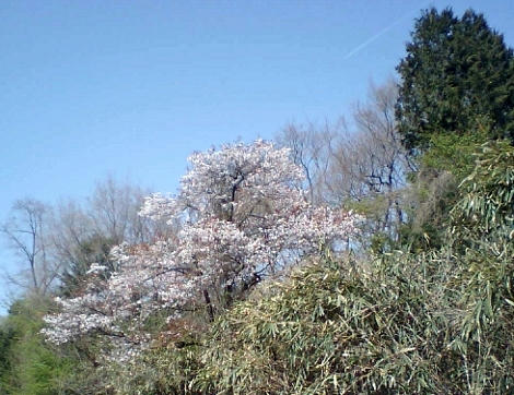 遠目から見ても綺麗。