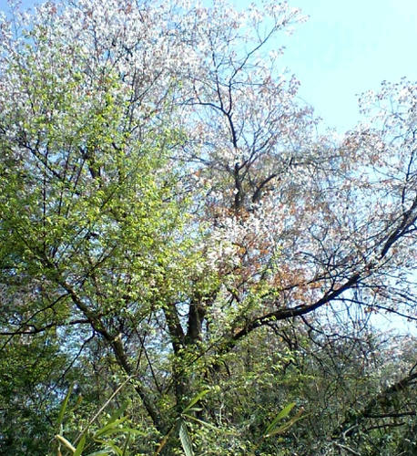桜、満開。