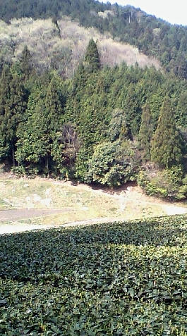 山奥。緑が綺麗でした