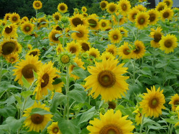 08072401.JPG