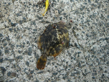 080811.JPG