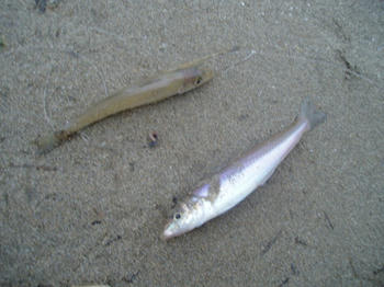 080905.JPG