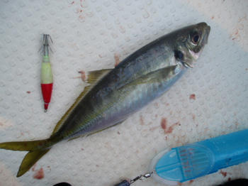 08090701.JPG