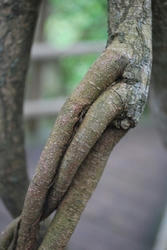 ★こんなのとか★