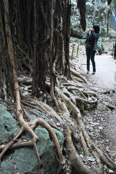 ★生きていそうな根っこ★