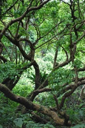 ★入り組みまくりの木々★