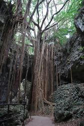 ★本当に精霊が住んでそうなガジュマル★