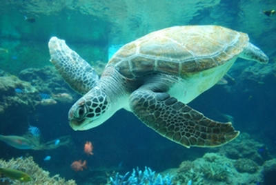 ★誰もが癒される海ガメ★