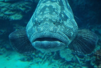 ★生まれながらにしての強面★