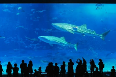 ★優雅に泳ぐジンベエザメたち★