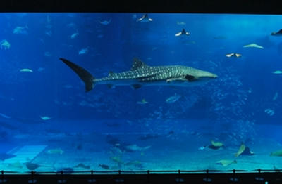 ★誰もいない水槽を独り占め★