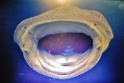 ★歯がないから、おばあちゃんみたい★