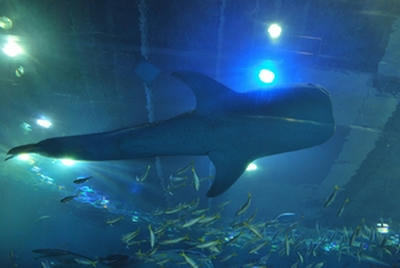 ★下から見ると、頭でっかち★