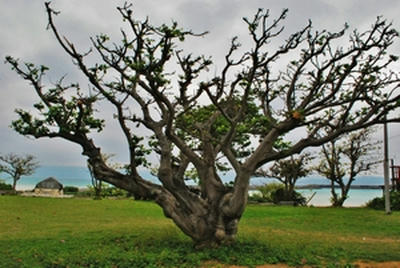 ★ごつごつ感が美しい★
