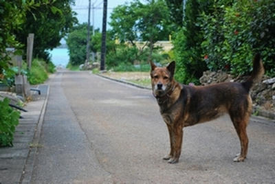 ★本当にメインな道はここだけ★