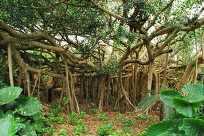 ★ガジュマルの大ボス的な存在★