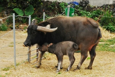 ★生まれたばかりの赤ちゃん水牛★