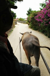 ★おじさんとピー助くん★