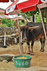 ★ちゅら坊はお休み中★